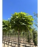 Kugel Trompetenbaum 'Nana' | Catalpa bignonioides 'Nana' Kugel Trompetenbaum 'Nana' | Catalpa bignonioides 'Nana'