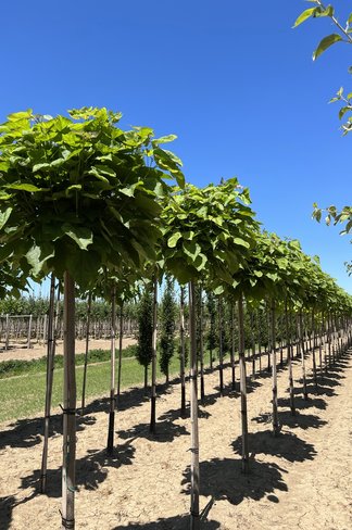 Kugel-Trompetenbaum 'Nana' | Catalpa bignonioides 'Nana'