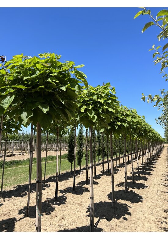 Kugel Trompetenbaum 'Nana' | Catalpa bignonioides 'Nana'