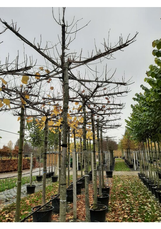 Krimlinde 'Euchlora' Dachbaum | Tilia europaea 'Euchlora'