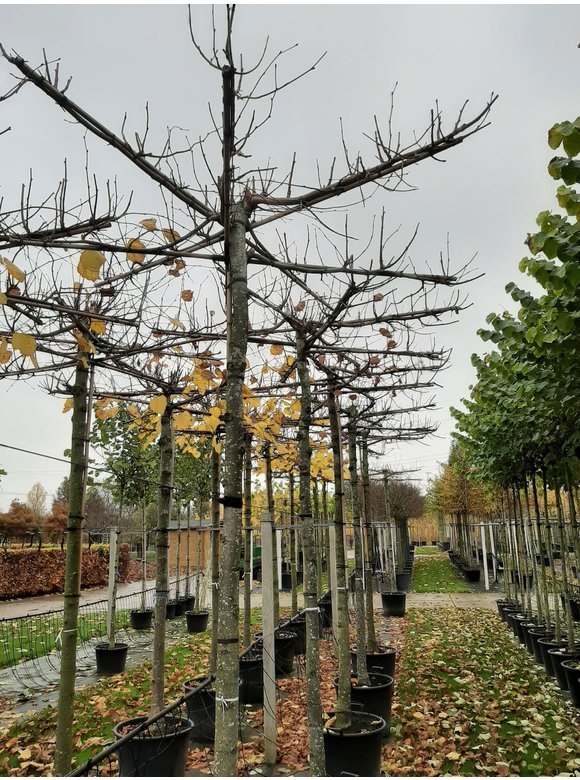 Krim-Linde 'Euchlora' - Dachbaum | Tilia europaea 'Euchlora' Krim-Linde 'Euchlora' - Dachbaum | Tilia europaea 'Euchlora'