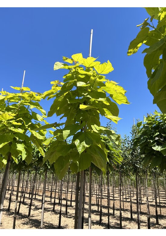 Gelber Trompetenbaum | Catalpa bignonioides 'Aurea'