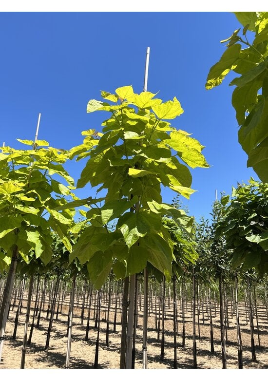 Gelber Trompetenbaum | Catalpa bignonioides 'Aurea'