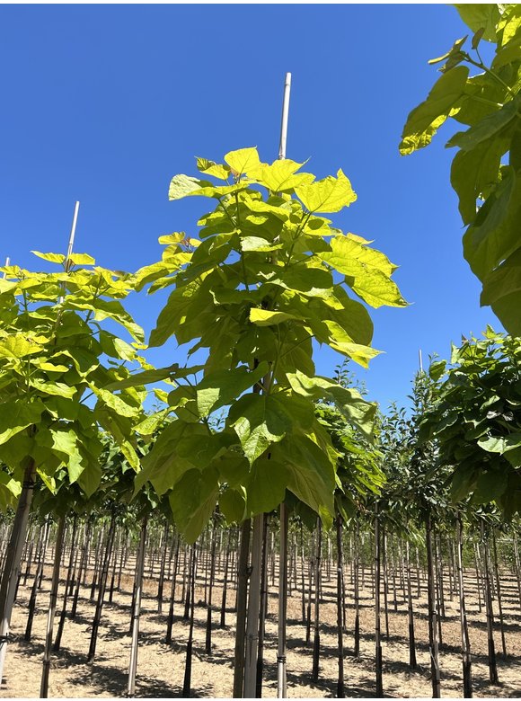 Gelber Trompetenbaum | Catalpa bignonioides 'Aurea' Gelber Trompetenbaum | Catalpa bignonioides 'Aurea'