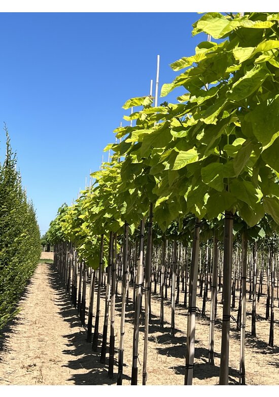 Gelber Trompetenbaum | Catalpa bignonioides 'Aurea'