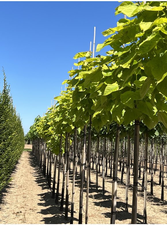 Gelber Trompetenbaum | Catalpa bignonioides 'Aurea' Gelber Trompetenbaum | Catalpa bignonioides 'Aurea'