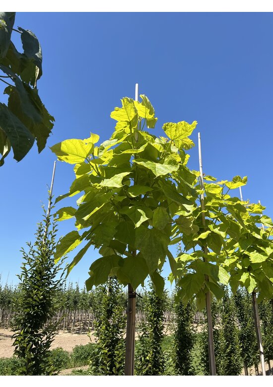 Gelber Trompetenbaum | Catalpa bignonioides 'Aurea' Gelber Trompetenbaum | Catalpa bignonioides 'Aurea'