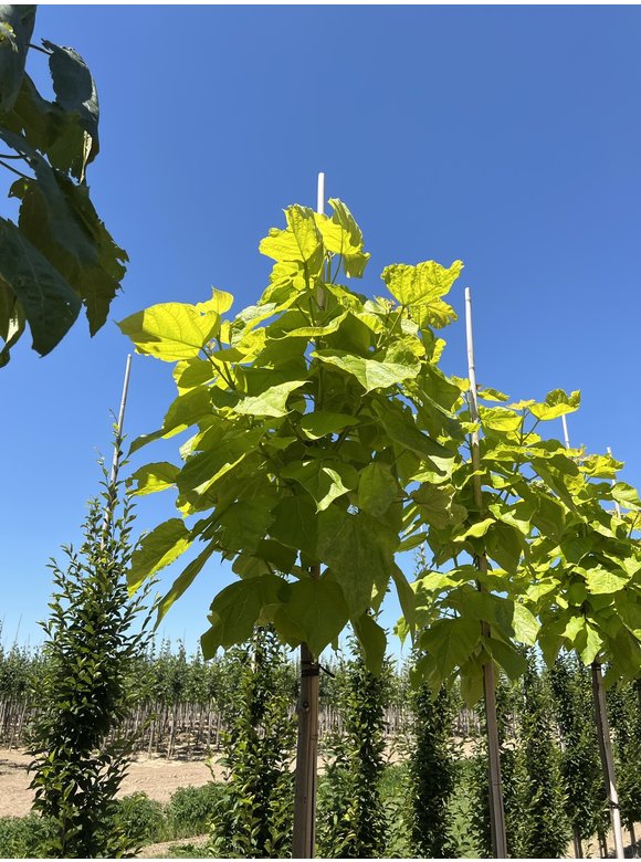 Gelber Trompetenbaum | Catalpa bignonioides 'Aurea' Gelber Trompetenbaum | Catalpa bignonioides 'Aurea'