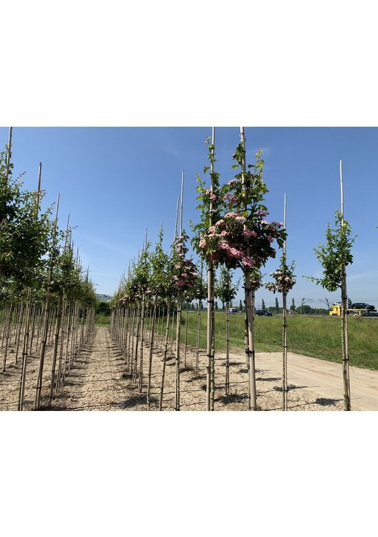 Kanadischer Rotdorn 'Toba' | Crataegus mordenensis 'Toba'