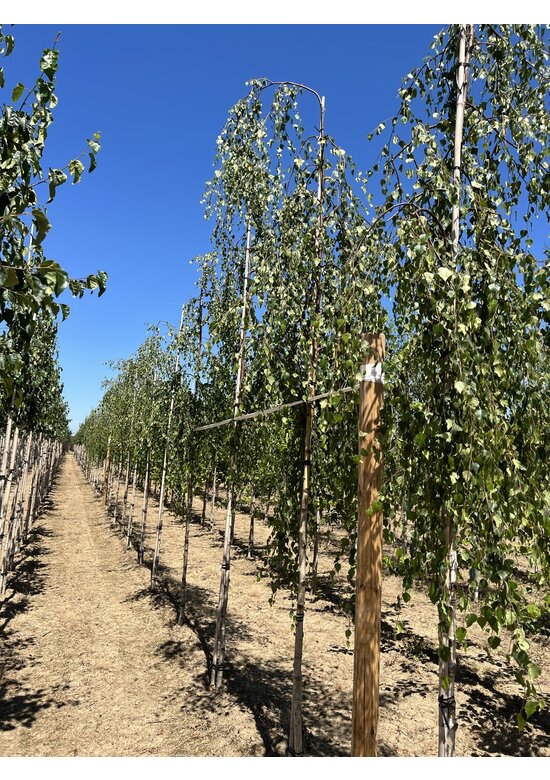 Hängebirke 'Youngii' | Betula pendula 'Youngii'