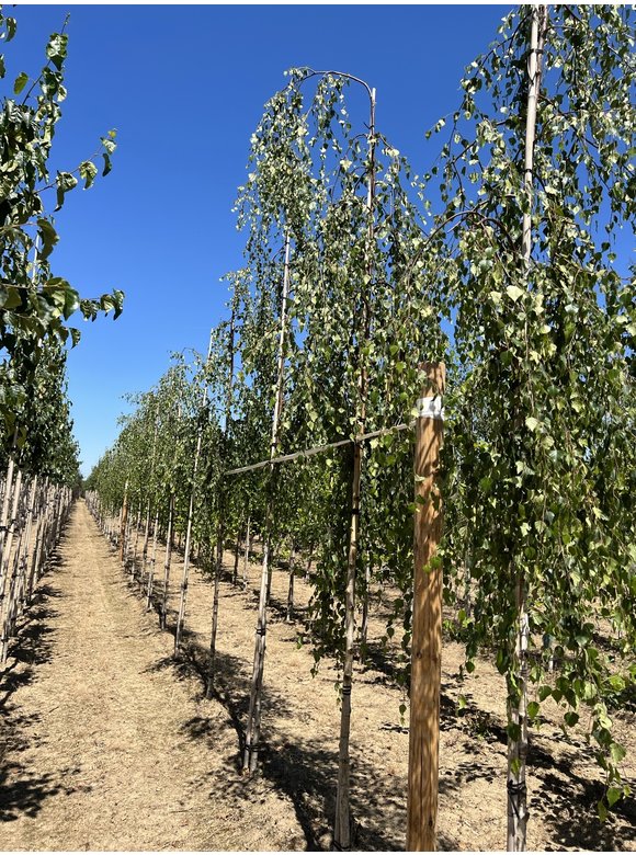 Trauerbirke - Hängebirke 'Youngii' | Betula pendula 'Youngii' Trauerbirke - Hängebirke 'Youngii' | Betula pendula 'Youngii'