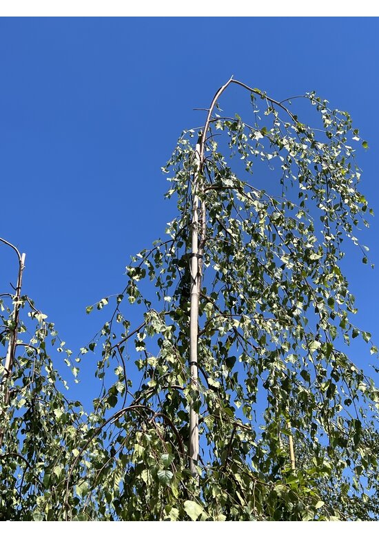 Hängebirke 'Youngii' | Betula pendula 'Youngii'