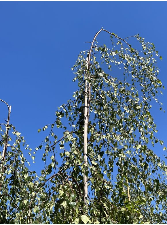 Trauerbirke - Hängebirke 'Youngii' | Betula pendula 'Youngii' Trauerbirke - Hängebirke 'Youngii' | Betula pendula 'Youngii'