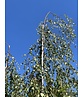 Hängebirke 'Youngii' | Betula pendula 'Youngii'