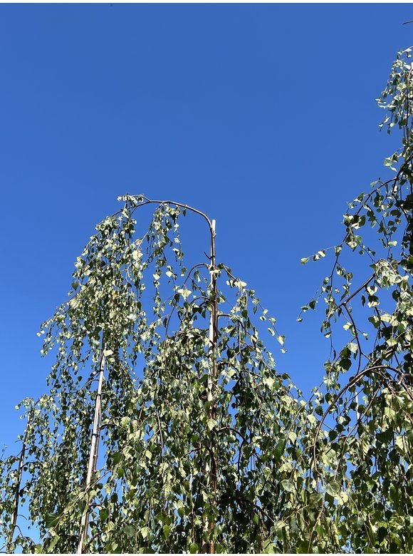 Trauerbirke - Hängebirke 'Youngii' | Betula pendula 'Youngii' Trauerbirke - Hängebirke 'Youngii' | Betula pendula 'Youngii'