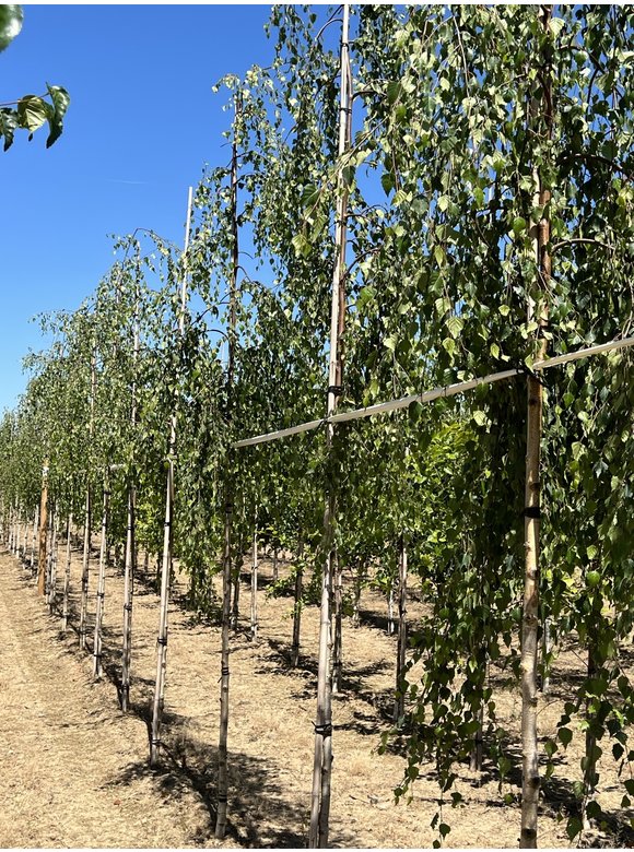 Trauerbirke - Hängebirke 'Youngii' | Betula pendula 'Youngii' Trauerbirke - Hängebirke 'Youngii' | Betula pendula 'Youngii'
