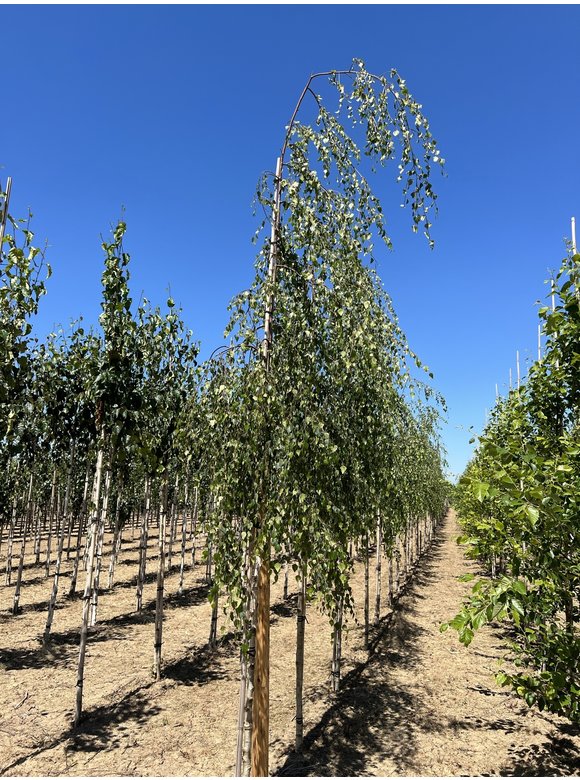 Trauerbirke - Hängebirke 'Youngii' | Betula pendula 'Youngii' Trauerbirke - Hängebirke 'Youngii' | Betula pendula 'Youngii'