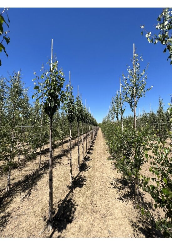 Kupfer-Birke 'Fascination' | Betula albosinensis 'Fascination'
