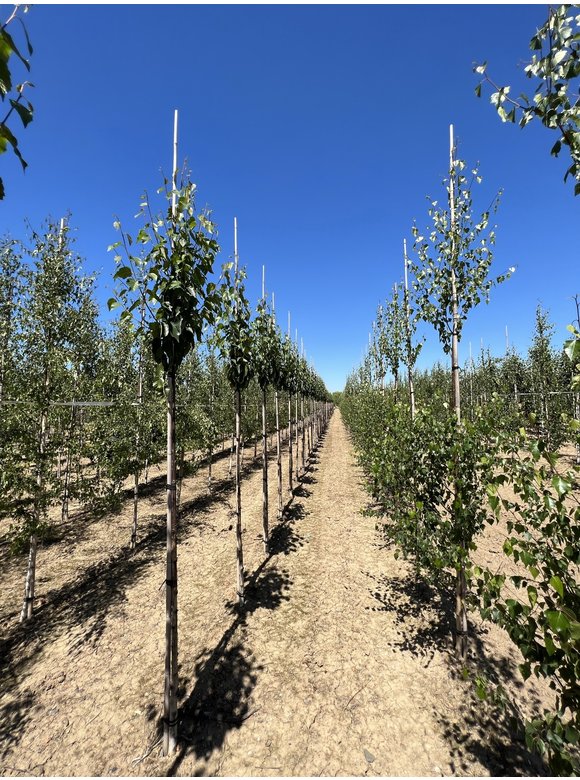 Kupfer-Birke 'Fascination' | Betula albosinensis 'Fascination' Kupfer-Birke 'Fascination' | Betula albosinensis 'Fascination'