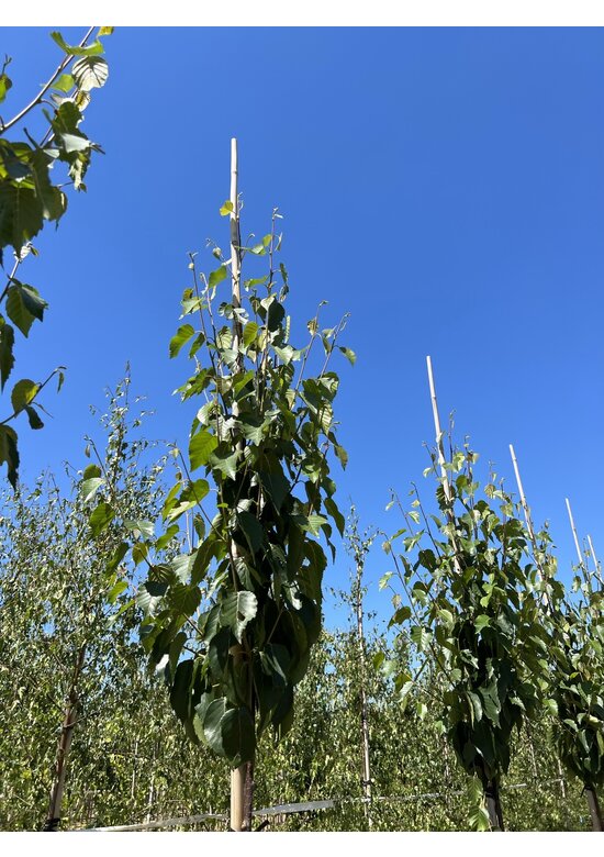 Kupfer-Birke 'Fascination' | Betula albosinensis 'Fascination'