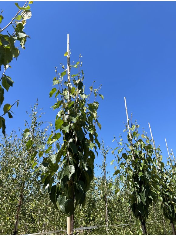 Kupfer-Birke 'Fascination' | Betula albosinensis 'Fascination' Kupfer-Birke 'Fascination' | Betula albosinensis 'Fascination'