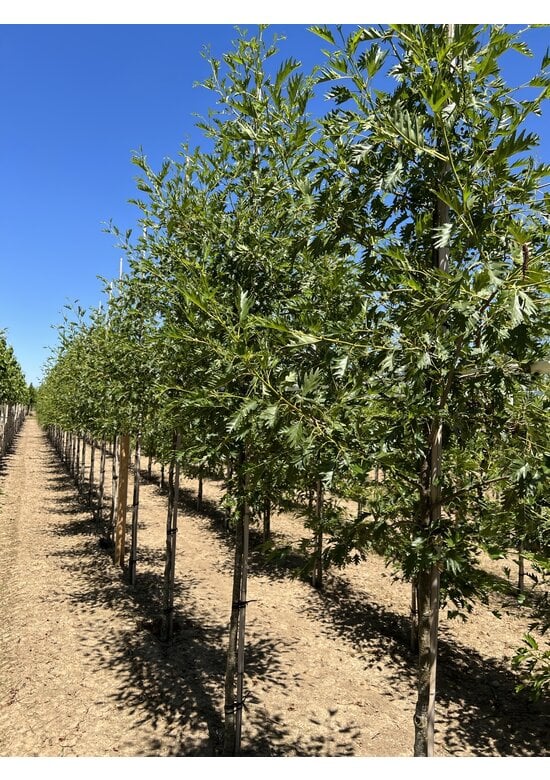 Schlitzblättrige Schwarz-Erle 'Laciniata' | Alnus glutinosa 'Laciniata'