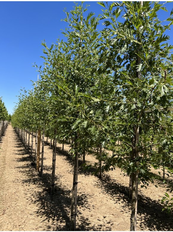 Schlitzblättrige Schwarz-Erle 'Laciniata' | Alnus glutinosa 'Laciniata' Schlitzblättrige Schwarz-Erle 'Laciniata' | Alnus glutinosa 'Laciniata'