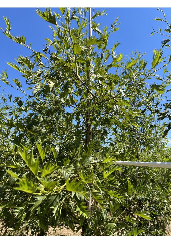 Schlitzblättrige Schwarz-Erle 'Laciniata' | Alnus glutinosa 'Laciniata'