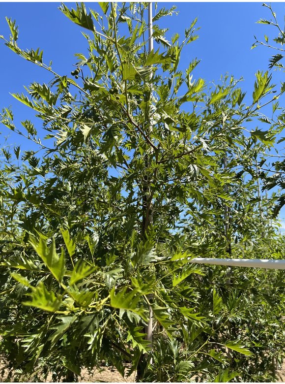 Schlitzblättrige Schwarz-Erle 'Laciniata' | Alnus glutinosa 'Laciniata' Schlitzblättrige Schwarz-Erle 'Laciniata' | Alnus glutinosa 'Laciniata'