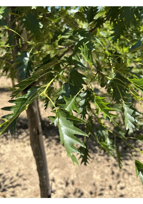 Schlitzblättrige Schwarz-Erle 'Laciniata' | Alnus glutinosa 'Laciniata'