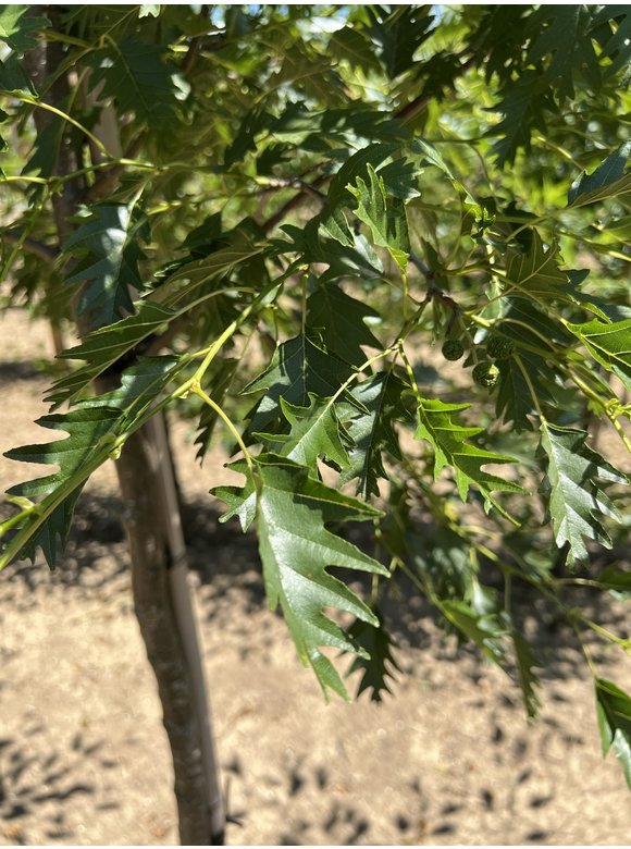 Schlitzblättrige Schwarz-Erle 'Laciniata' | Alnus glutinosa 'Laciniata' Schlitzblättrige Schwarz-Erle 'Laciniata' | Alnus glutinosa 'Laciniata'