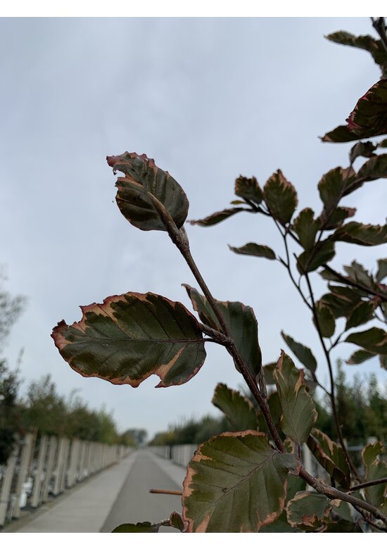 Dreifarbige Buche 'Tricolor' | Fagus sylvatica 'Tricolor' Dreifarbige Buche 'Tricolor' | Fagus sylvatica 'Tricolor'