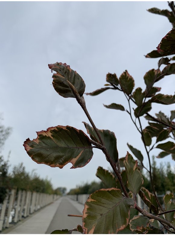Dreifarbige Buche - Rotbuche 'Tricolor' | Fagus sylvatica 'Tricolor' Dreifarbige Buche - Rotbuche 'Tricolor' | Fagus sylvatica 'Tricolor'
