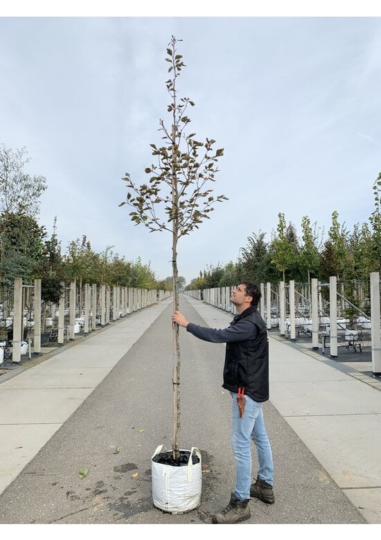 Dreifarbige Buche 'Tricolor' | Fagus sylvatica 'Tricolor'