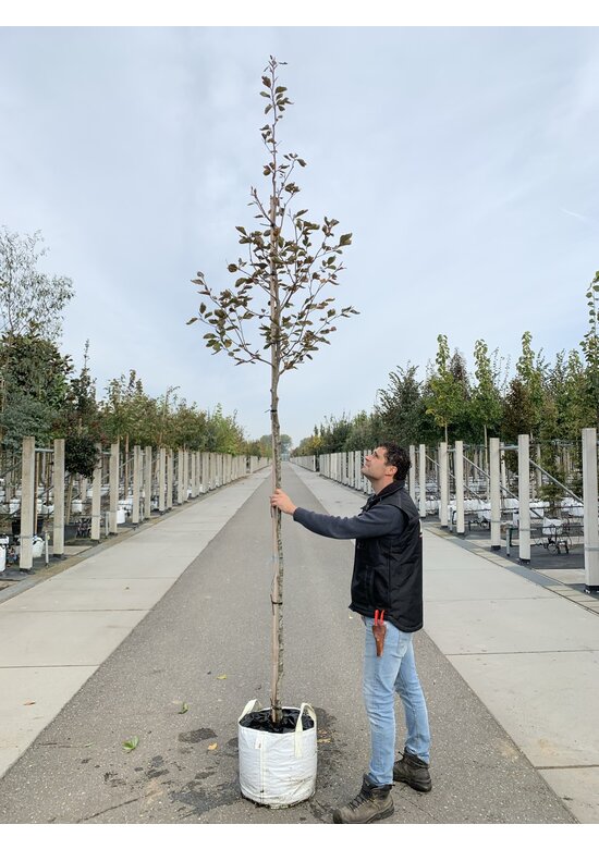 Dreifarbige Buche 'Tricolor' | Fagus sylvatica 'Tricolor'