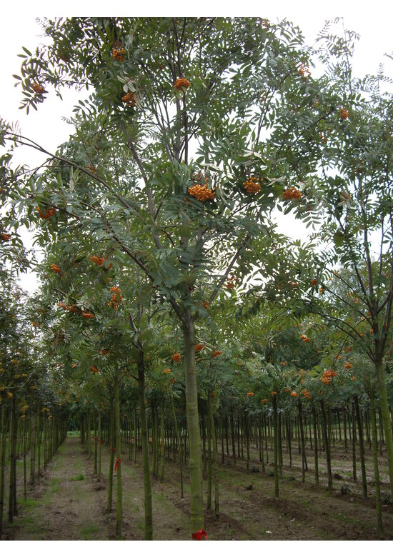 Gelbe Eberesche 'Golden Wonder' | Sorbus arnoldiana 'Golden Wonder' Gelbe Eberesche 'Golden Wonder' | Sorbus arnoldiana 'Golden Wonder'