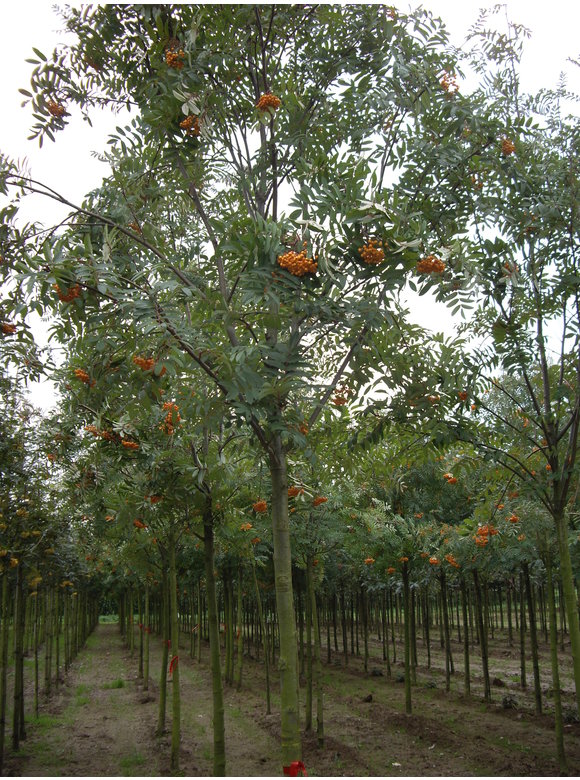 Gelbe Eberesche 'Golden Wonder' | Sorbus arnoldiana 'Golden Wonder' Gelbe Eberesche 'Golden Wonder' | Sorbus arnoldiana 'Golden Wonder'
