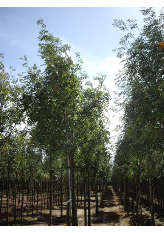 Gelbe Eberesche 'Golden Wonder' | Sorbus arnoldiana 'Golden Wonder'