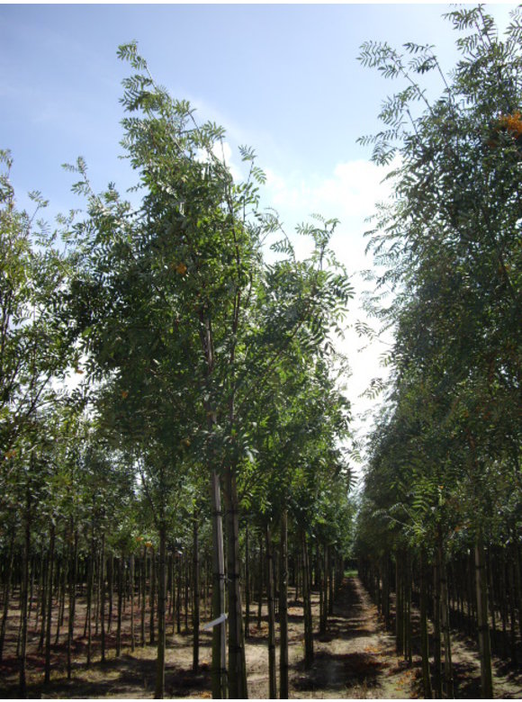 Gelbe Eberesche 'Golden Wonder' | Sorbus arnoldiana 'Golden Wonder' Gelbe Eberesche 'Golden Wonder' | Sorbus arnoldiana 'Golden Wonder'