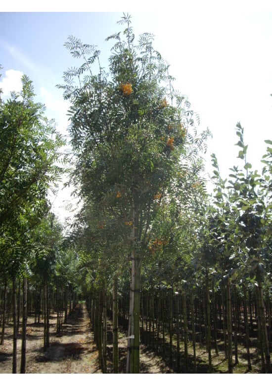 Gelbe Eberesche 'Golden Wonder' | Sorbus arnoldiana 'Golden Wonder'