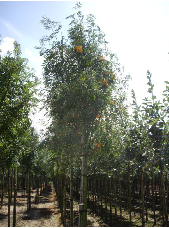 Gelbe Eberesche 'Golden Wonder' | Sorbus arnoldiana 'Golden Wonder' Gelbe Eberesche 'Golden Wonder' | Sorbus arnoldiana 'Golden Wonder'