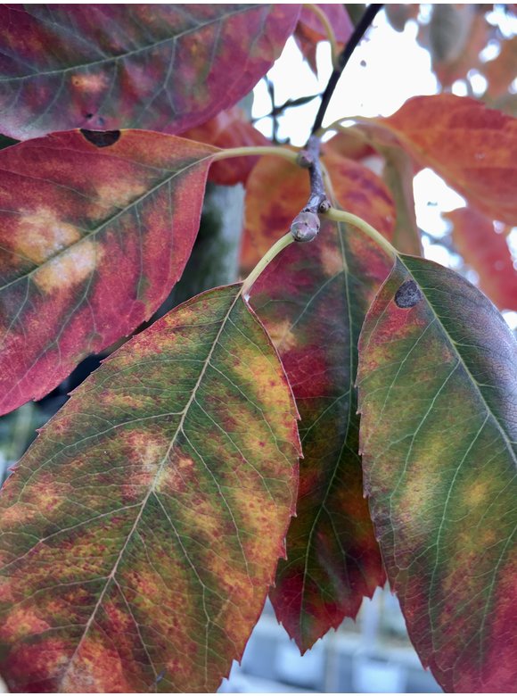 Kupfer-Felsenbirne | Amelanchier lamarckii Kupfer-Felsenbirne | Amelanchier lamarckii