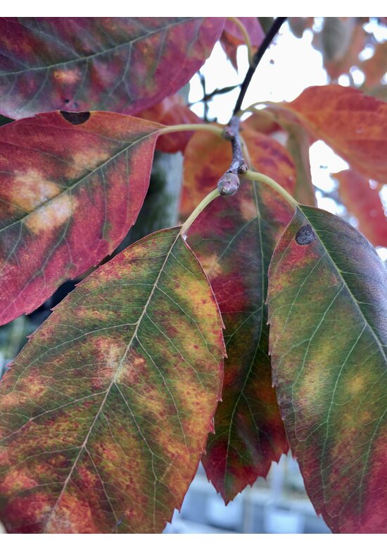 Kupfer-Felsenbirne mehrstämmig | Amelanchier lamarckii Kupfer-Felsenbirne mehrstämmig | Amelanchier lamarckii