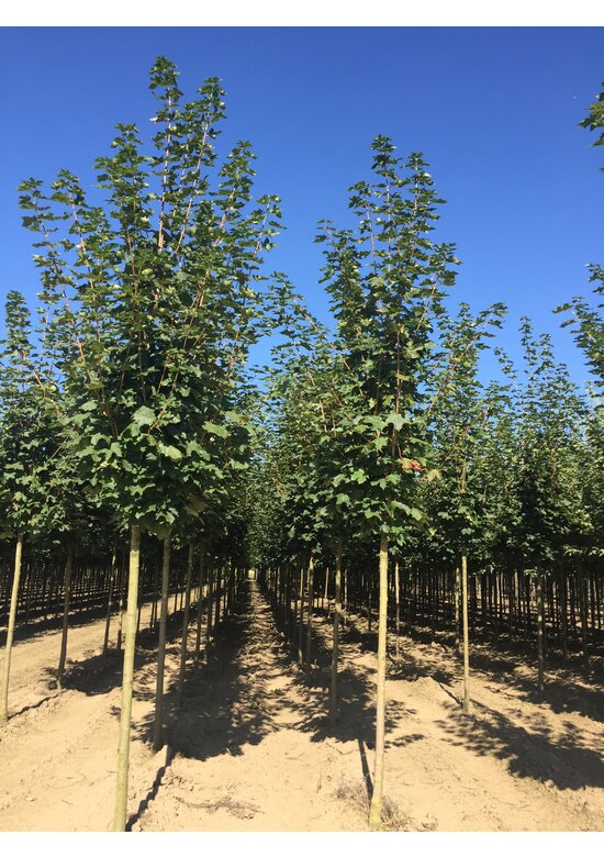 Spitzahorn | Acer platanoides