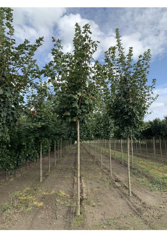 Spitzahorn | Acer platanoides