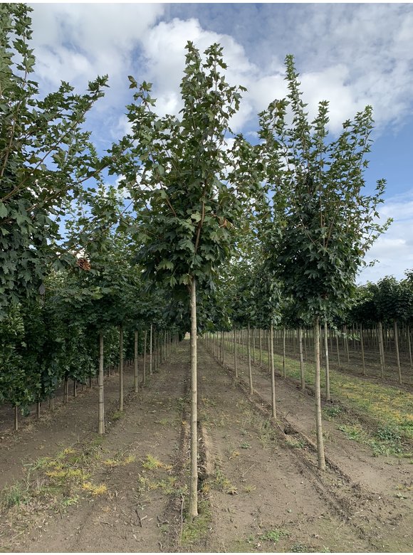 Spitzahorn | Acer platanoides Spitzahorn | Acer platanoides