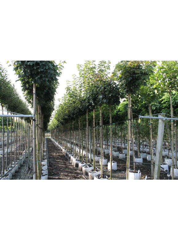 Kugelahorn 'Globosum' | Acer platanoides 'Globosum' Kugelahorn 'Globosum' | Acer platanoides 'Globosum'