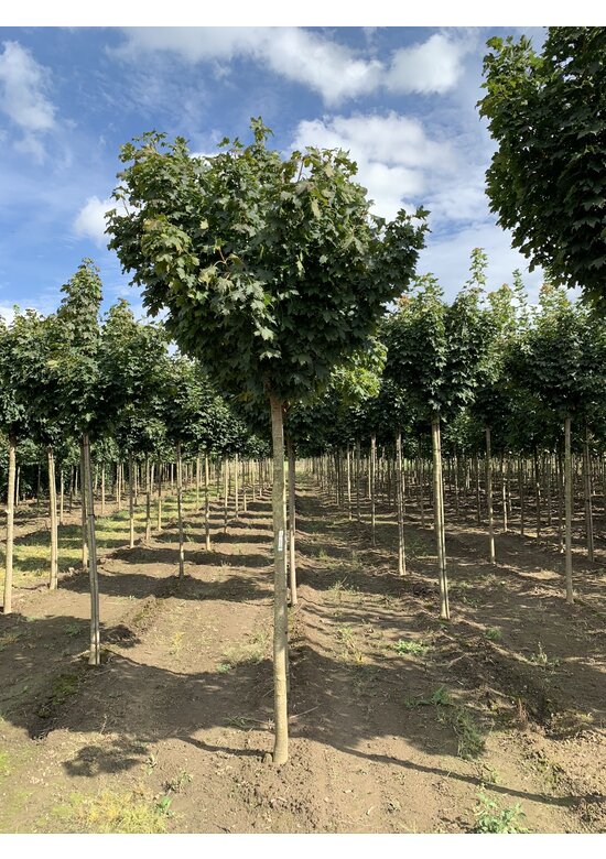 Kugelahorn 'Globosum' | Acer platanoides 'Globosum'