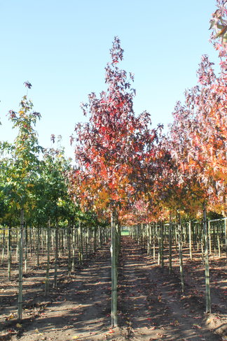Amberbaum 'Worplesdon' | Liquidambar styraciflua 'Worplesdon' Amberbaum 'Worplesdon' | Liquidambar styraciflua 'Worplesdon'