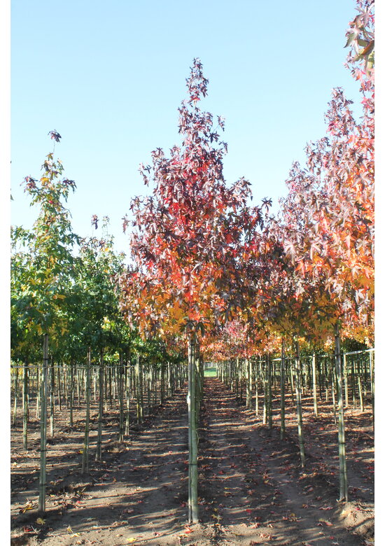 Amberbaum 'Worplesdon' | Liquidambar styraciflua 'Worplesdon'